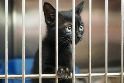 Закон о запрете на продажу животных в зоомагазинах внесли в Госдуму