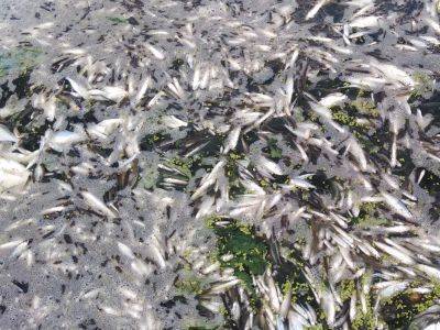 В сильную жару в челябинских озерах наблюдается массовый мор рыбы