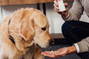 Как подобрать лучшие витамины для собак: что предлагают мировые призводители