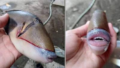 Удивительная рыба с человеческим ртом » Тут гонева НЕТ!