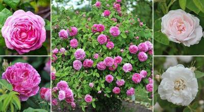 Парковые розы для Подмосковья и средней полосы: виды, сорта, особенности выращивания