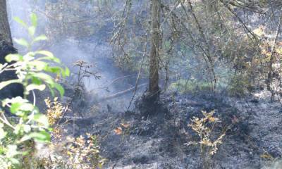 В Карелии действует 23 лесных пожара на площади 11 тысяч гектаров