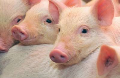 В Украине разрабатывают стандарт свинины без антибиотиков