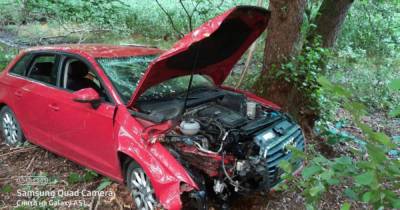 В Светлогорске Audi врезалась в дерево и вылетела в кювет, объезжая выскочившее животное