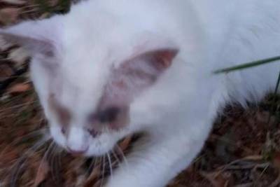 В Татарстане спасли кота с выколотыми глазами