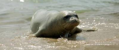 В Греции неизвестные убили тюленя-«талисмана» острова Алонисос