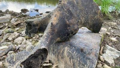 В Вологодской области нашли гигантскую кость неизвестного зверя