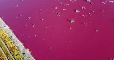 Лагуна в Аргентине стала ярко-розовой из-за слива отходов рыбной фабрики