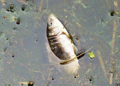 Нижегородец наткнулся на озеро с мертвой рыбой