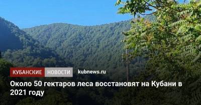 Около 50 гектаров леса восстановят на Кубани в 2021 году - kubnews.ru - Краснодарский край - Белореченск - Апшеронск - район Кавказский - Экология