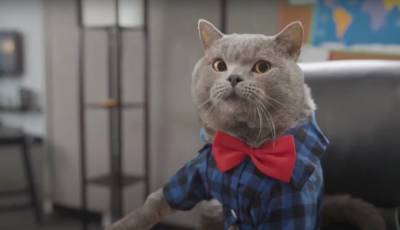 Заряд позитива на весь день: "поющий" кот стал настоящей звездой Сети, музыкальное видео