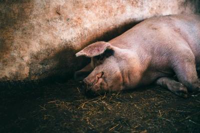 Республика Беларусь запретила ввоз продукции свиноводства из Псковской области
