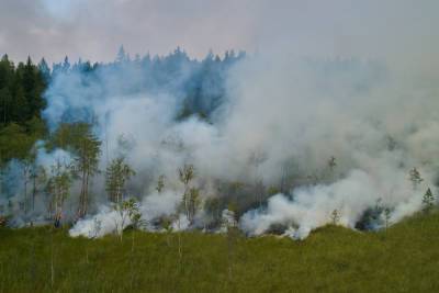 В Карелии продолжают гореть 11,3 тыс. квадратных метров лесов