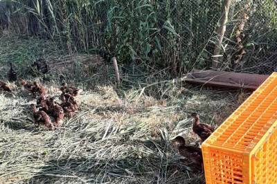 Более 800 уток-крякв выпустили в Веселовское водохранилище