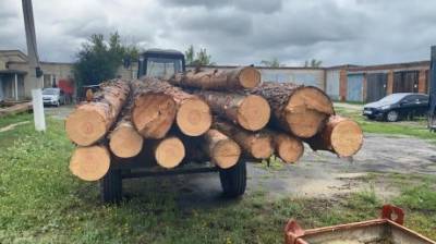 Житель Кузнецкого района уничтожил деревьев почти на миллион рублей - penzainform.ru - район Кузнецкий
