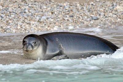 Знаменитого дружелюбного тюленя-монаха с греческого острова жестоко убили