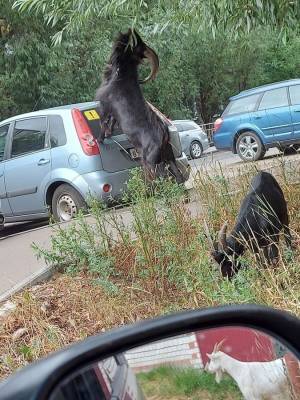Соцсети: козлы бросаются под машины в Нижнем Новгороде