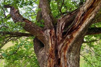 В Нацреестр старовозрастных деревьев РФ внесли 200-летнюю грушу из Ингушетии