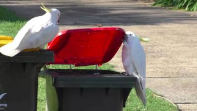 Курьез: в Австралии дикие какаду научились самостоятельно открывать мусорные баки