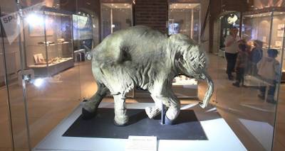 Плейстоценовой лошади в зубы не смотрят, но в волгоградском музее их выставляют