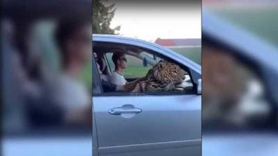 Возили леопарда в автомобиле по Одессе: тот выглядывал из окна и облизывался