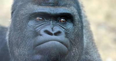Планета обезьян - зоологи наблюдают настоящие войны между шимпанзе и гориллами