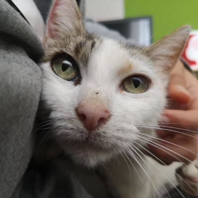 Бедная кошка Фиунча: рентген дал проблеск надежды на спасение