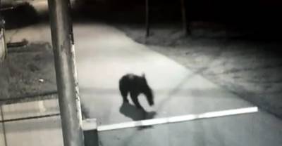 "Это ужас": В Якутии медведь заявился в детдом и попал на видео