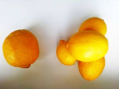 Одним из немногих подешевевших за год продуктов стали лимоны