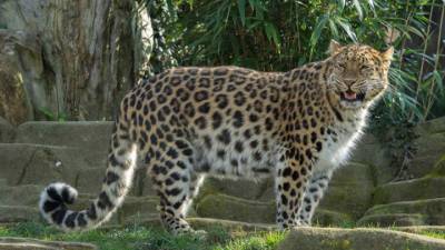 Ученые отметили стабильность популяции дальневосточных леопардов