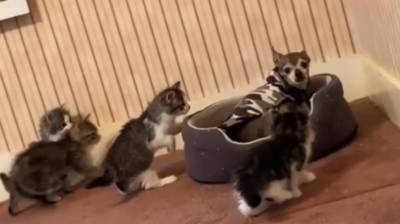 "Пушистые бандиты": четыре котенка окружили ошеломленного песика, который поспешил убежать (Видео)