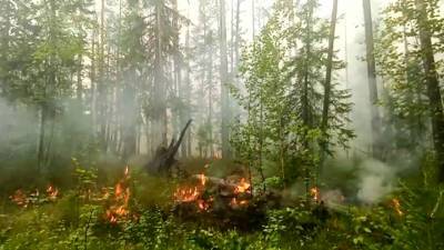 Новости на "России 24". Пожары в Якутии: Авиалесоохрана начинает взрывать лес, чтобы остановить огонь
