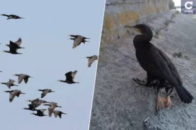 На Киевщине заметили птицу с четырьмя лапами (ФОТО)