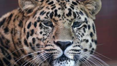 В нацпарке рассказали об увеличении популяции дальневосточных леопардов