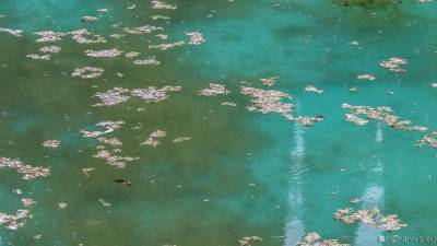 Еще в одном южноуральском озере массово гибнет рыба
