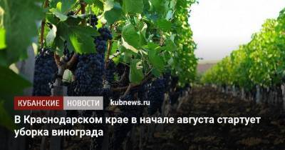 В Краснодарском крае в начале августа стартует уборка винограда