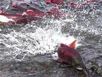 Камчатские рыбаки незаконно выловили более четырех тонн тихоокеанского лосося