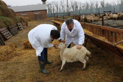 Ветеринарная служба Костромской области проводит мероприятия по ликвидации очагов заболевания животных
