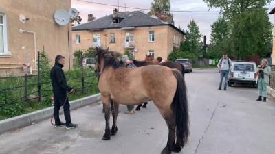 Полиция задержала цыган, укравших лошадей во Всеволожском районе - piter.tv