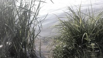 Эксперты проверят качество воды в реке Дон в Воронежской области