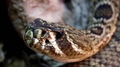 Змея укусила трехлетнего ребенка в тюменской деревне