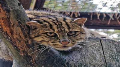 Новосибирский зоопарк показал фотографии удивительных водоплавающих кошек