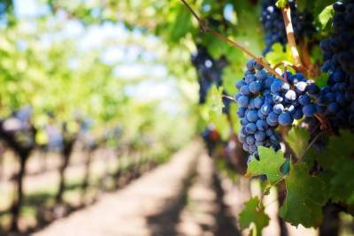 В августе на Кубани стартует уборка винограда