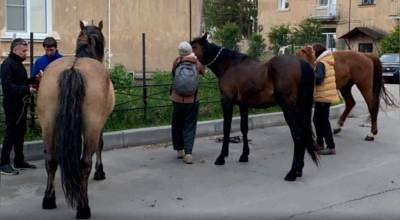 Во Всеволожском районе задержали цыган, укравших трех лошадей — видео