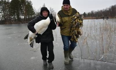 Раненого лебедя, которому тюменцы не дали вмерзнуть в озеро, могут перевезти в Новосибирск или Барнаул