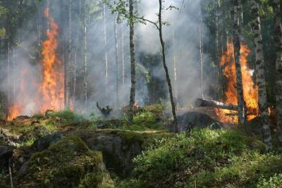Свыше 80 раз с начала года в Псковской области горел лес