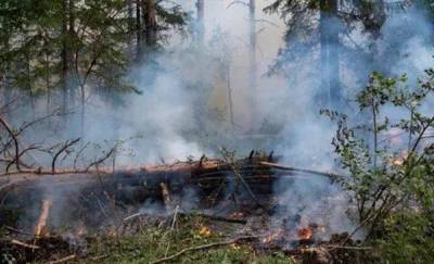 Запах гари, на который жалуются тюменцы, мог появиться из-за пожара в Ялуторовском районе