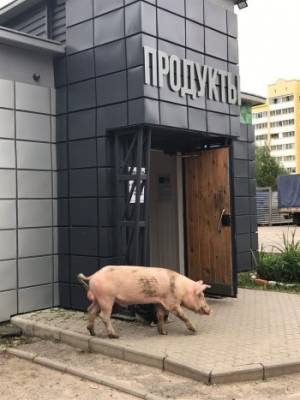 Влюбленная парочка, свин и корова, устраивают променады на улицах Вологды