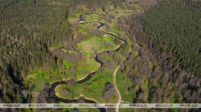 Запрет на посещение лесов введен в Костюковичском и Хотимском районах