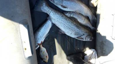 Камчатские браконьеры незаконно выловили более четырех тонн тихоокеанского лосося